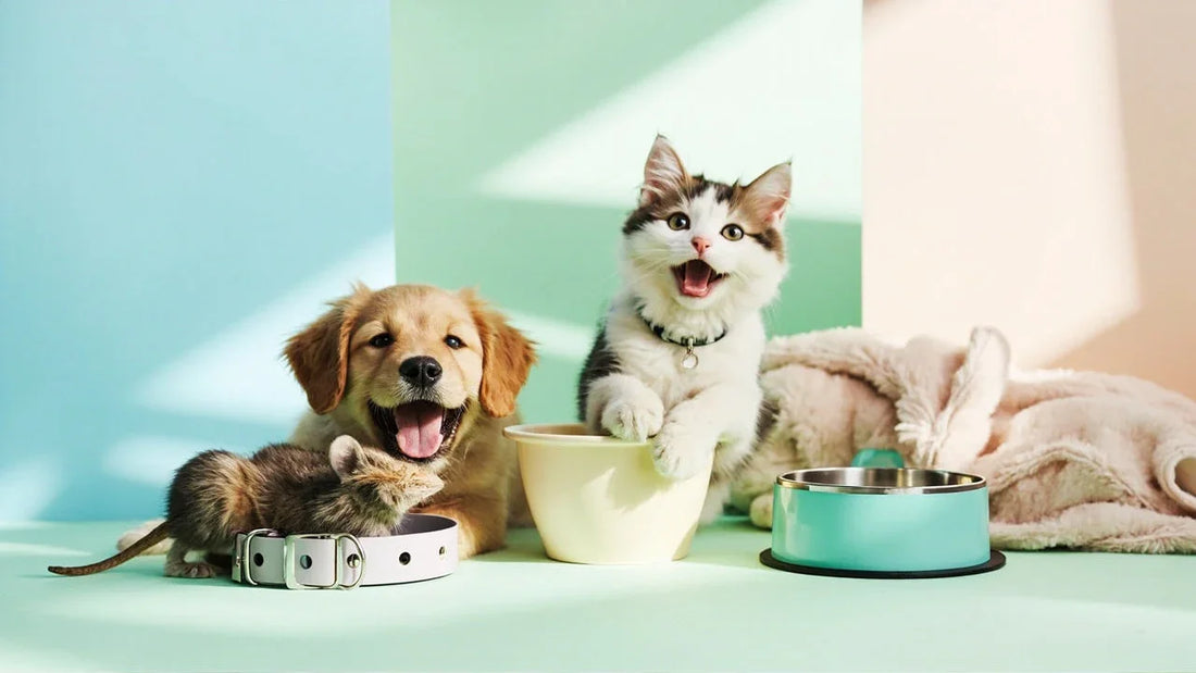 playful pet accessories arranged with dog and cat paws on pastel background