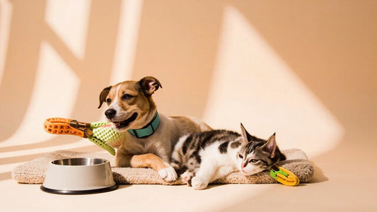 playful dog and cat with stylish pet accessories in bright modern setting