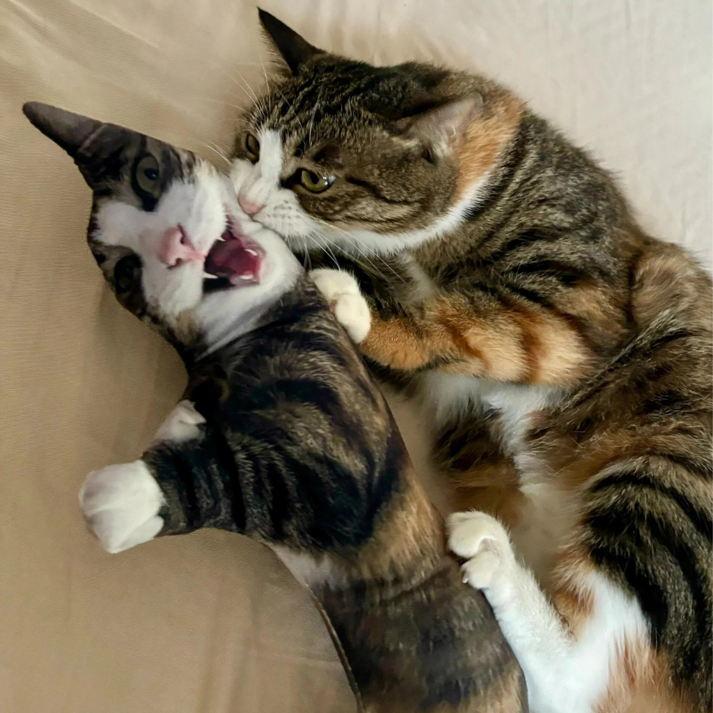 Two cats playing with each other on a beige surface