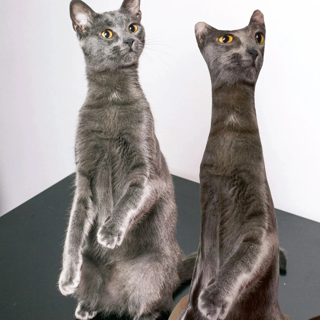 Two gray cats standing on their hind legs against a white background