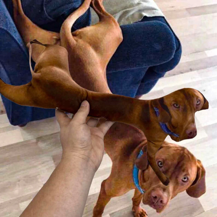 your Pet here custom pillows: the gift that keeps on giving laughs!