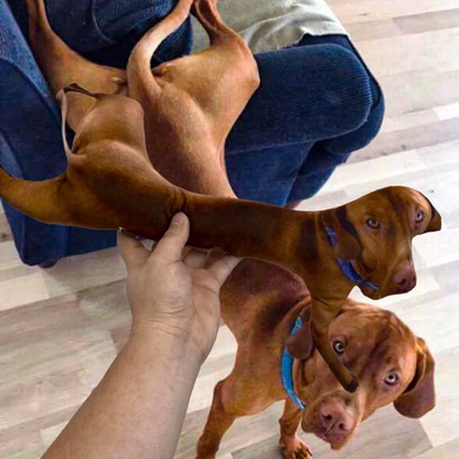 your Pet here custom pillows: the gift that keeps on giving laughs!