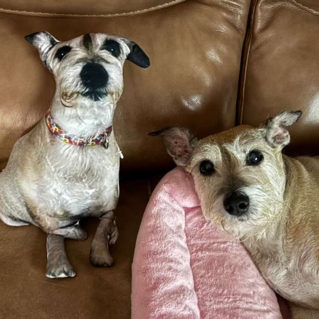 Two dogs sitting on a brown couch with a pink pillow.