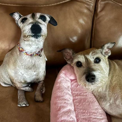 Two dogs sitting on a brown couch with a pink pillow.