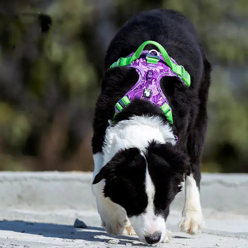 ComfortWalk Harness and Leash Set for Dogs BabyFour