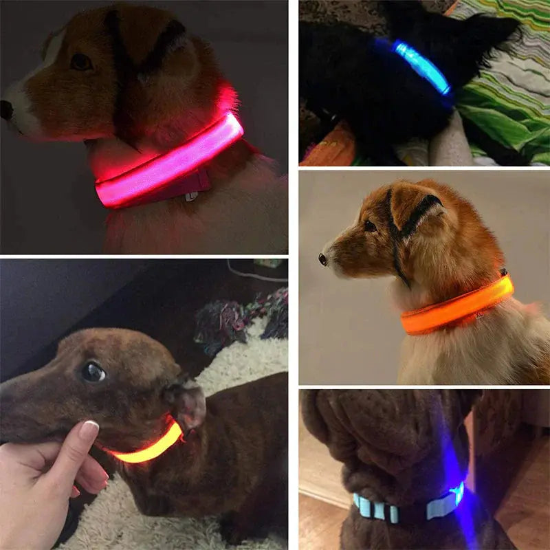 Glowing Safety LED Dog Collar BabyFour