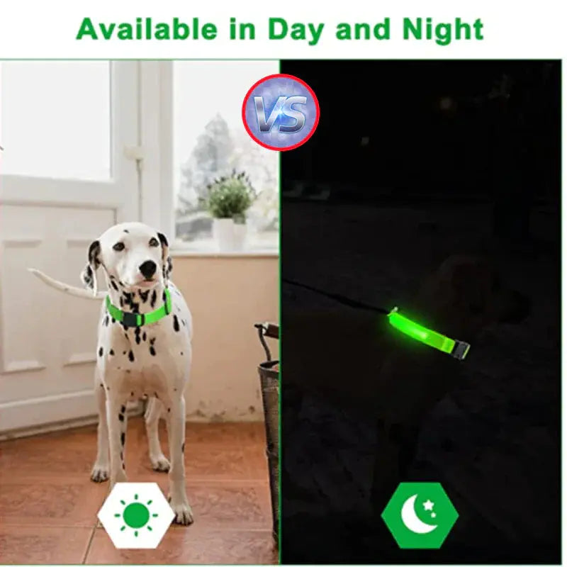 Glowing Safety LED Dog Collar BabyFour