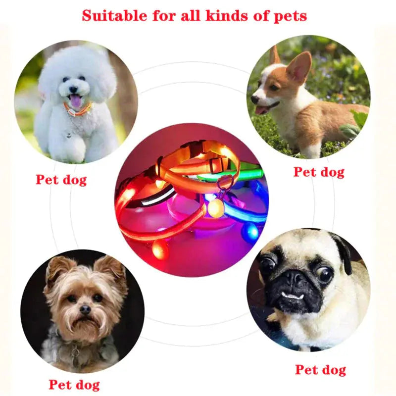 Glowing Safety LED Dog Collar BabyFour