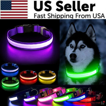 Glowing Safety LED Dog Collar BabyFour
