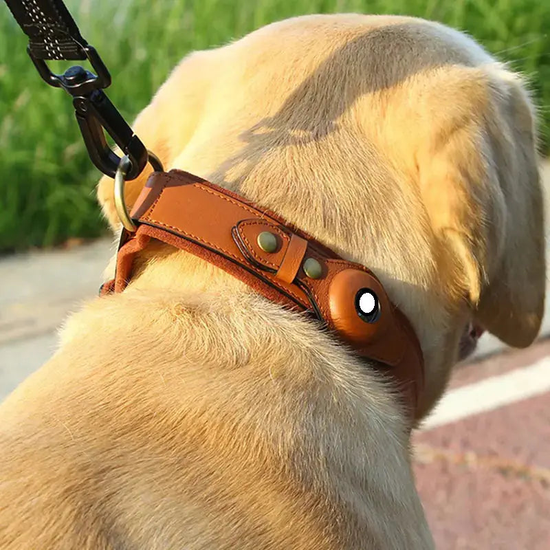 Premium Leather Tracker Collar for Dogs BabyFour