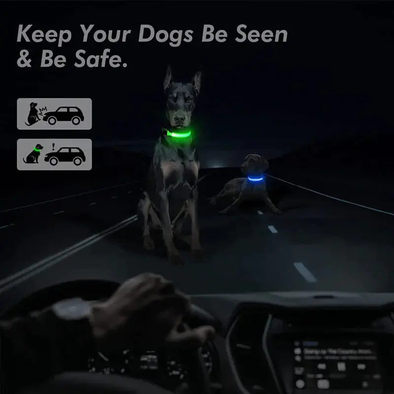 Glowing Safety LED Dog Collar BabyFour